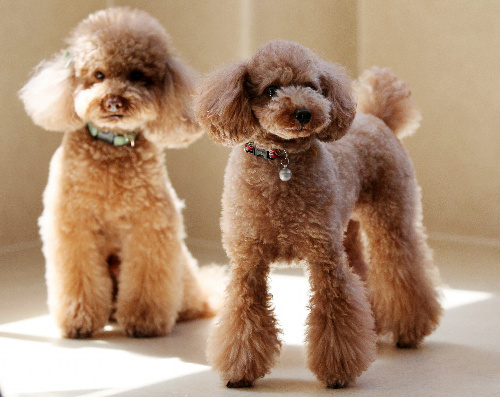 トイプードル＝竹谷俊之撮影 