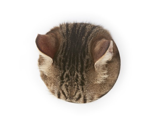 運動せんのは如何にも貧民のようで人聞きがわるい。