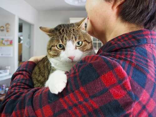 カイセンが治って別猫のようになった「リオ」（辰巳出版 / 佐竹茉莉子)