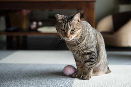 首や前足が逞しい　　写真＝上村雄高