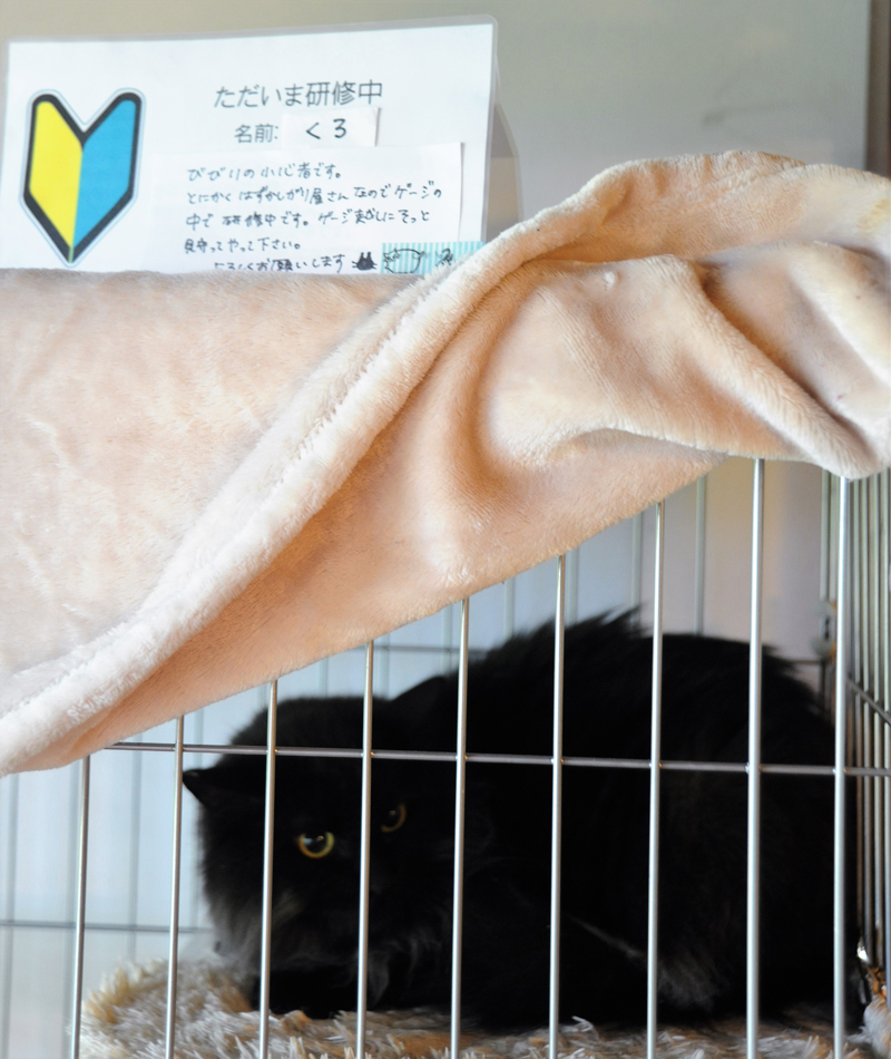 人慣れしていない「くろ」はケージの中で研修中