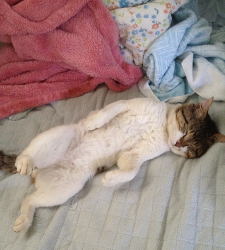 中に小さなおじさんが？家猫になってすぐ一緒に寝始めた　（丹竜治さん撮影）