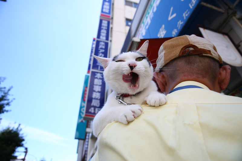 集英社みらい文庫提供