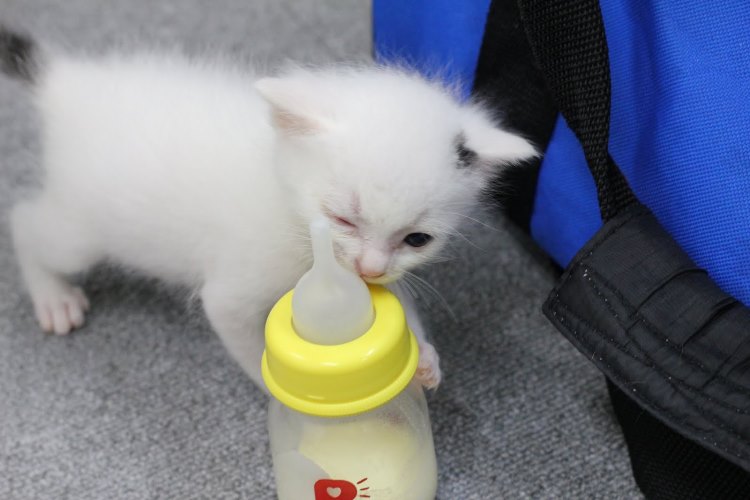 小さな頃から社員みなに可愛がられていたブラン＝ファーレイ提供