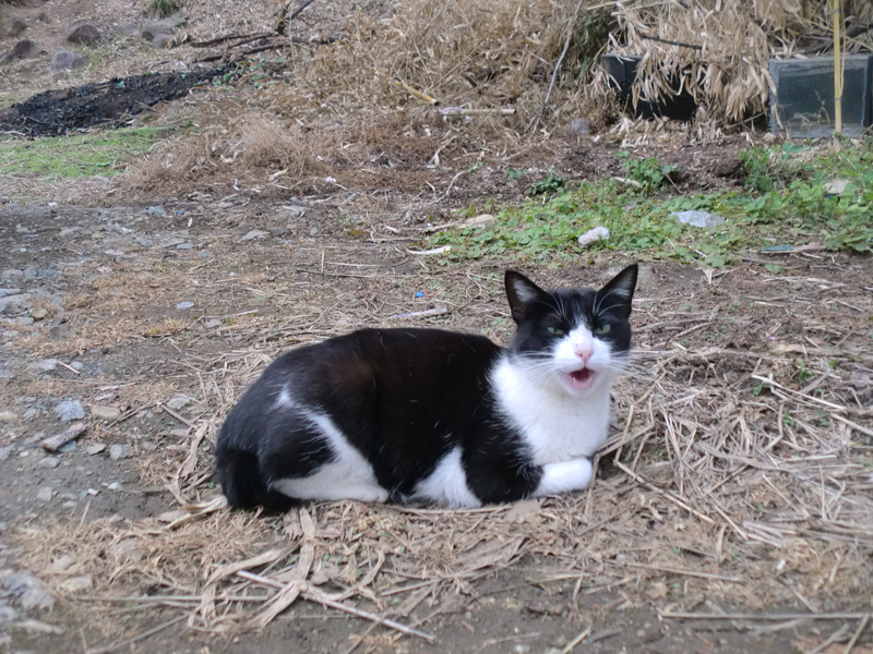 『縁側ネコ一家　ありのままハハケルとマイケルとミカンたち』（さくら舎）より
