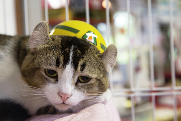 ぴーち施設長<br />生年月日：2016年7月18日（1歳） 性別：♂ 猫種：アメリカンカール 2017年10月14日に大石直会津鉄道社長より「芦ノ牧温泉駅 施設長」の委嘱状を授与され、就任式が執り行われた