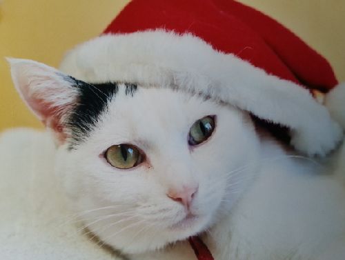 若い頃、クリスマスの時のミミ。「美猫でしょ」