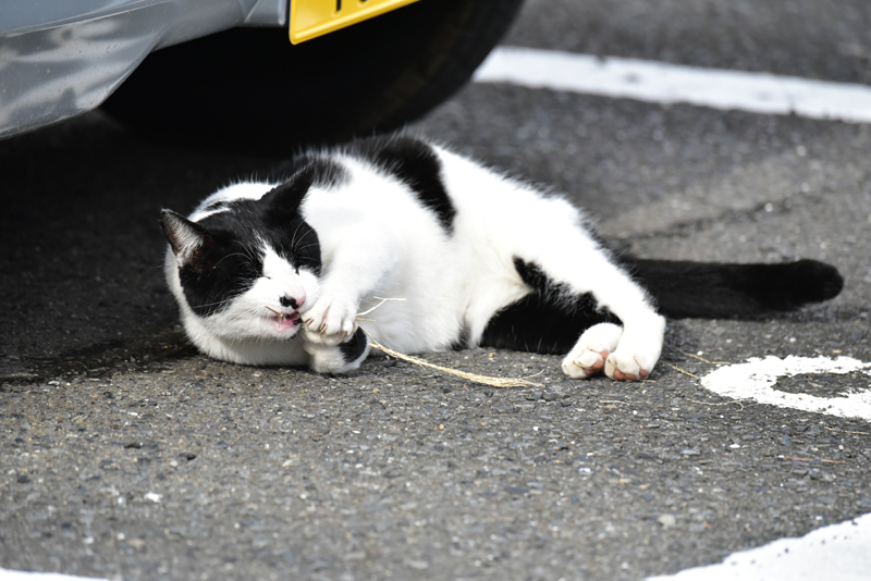 「なぜ？の図鑑」学研プラス提供