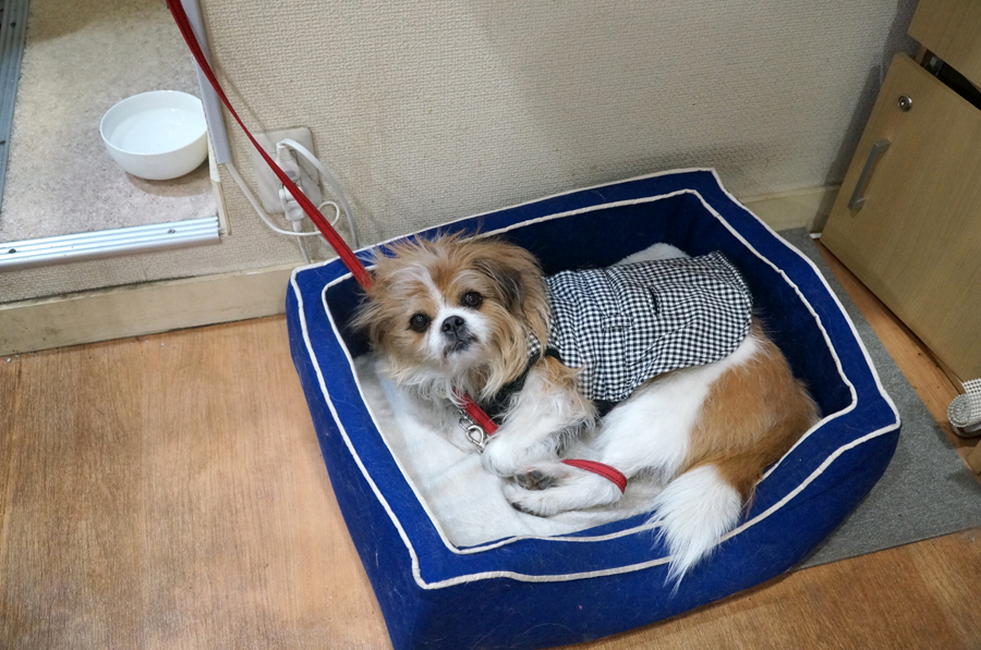 犬エリアにいる看板犬のサランちゃんは、韓国で食用として売られていたのを吉田さんが連れ帰った