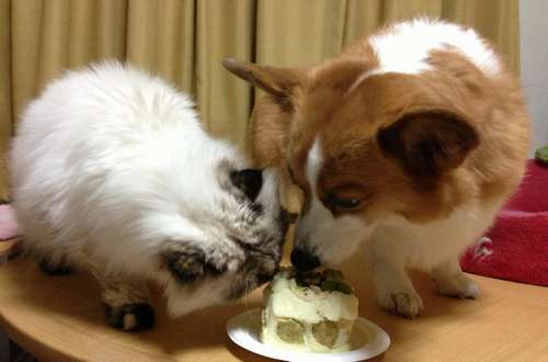 １８歳のアイちゃん。２代目クララと仲良く、動物用のケーキをぱくっ＝１５年１月、田中さん提供