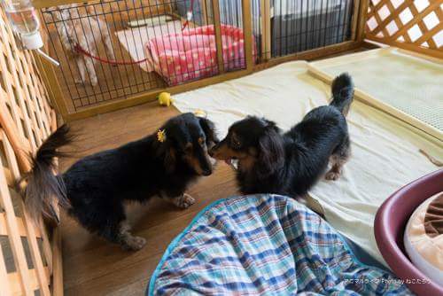 譲渡会の会場で（撮影＝保護猫写真家　ねこたろう）