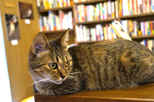 店員猫の「鈴」ちゃん