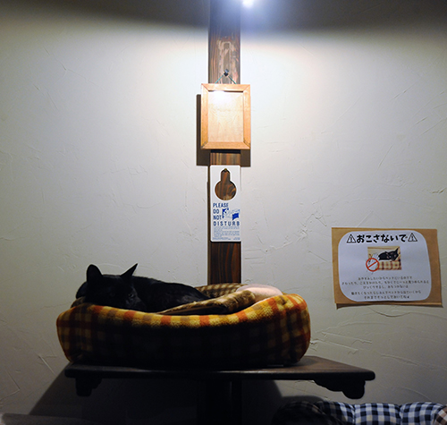 照明の下は温かく、八のお気に入りの場所