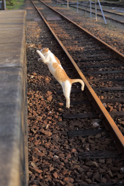 「駅猫Diary」より＝洋泉社提供