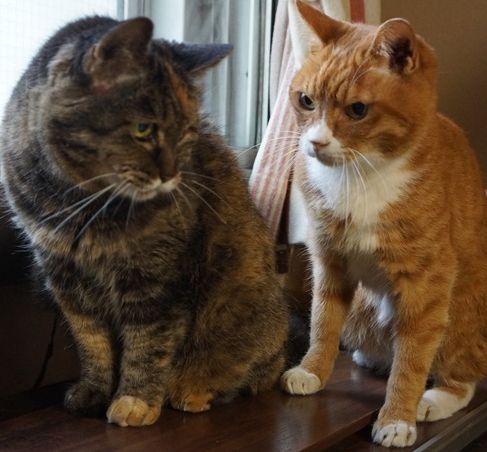 ミーコ「わかってるわね、私が先輩よ」　マメ「は、はいもちろん」