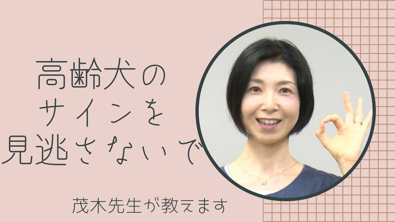 僧帽弁閉鎖不全症の薬を飲ませた後、犬がずっと寝ていて心配です - 獣 