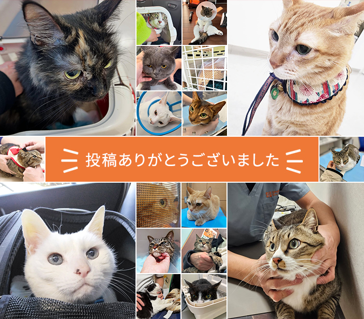 ネコも動物病院プロジェクト | 「犬や猫ともっと幸せに」をコンセプト