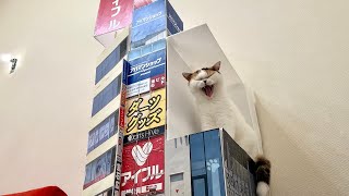 実家に巨大な新宿3D「猫」現れる。